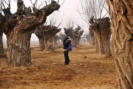 爆料保定小树林视频,揭秘背后真相与争议 第2张 爆料保定小树林视频,揭秘背后真相与争议 第2张